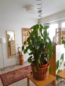 Die neuen Instituts- und Praxisräume, Portal (Jänner 2019)